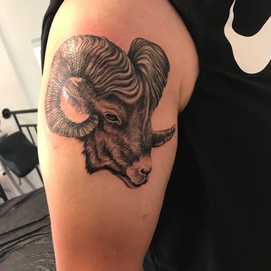 Ein Widder-Tattoo am Arm einer Person, die ein schwarzes T-Shirt trägt. Das Tattoo ist detailliert und realistisch.