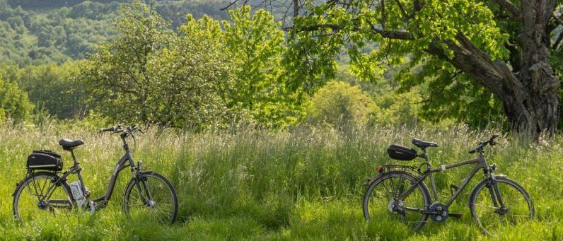 Bild enthält, Plant, Vegetation, Bicycle, Vehicle, Wheel, Grass, Outdoors, Tree, Woodland, Mountain Bike
