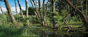 Bild enthält, Land, Nature, Outdoors, Swamp, Water, Plant, Vegetation, Woodland, Grove, Scenery