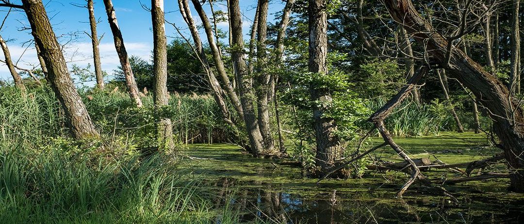 Bild enthält, Land, Nature, Outdoors, Swamp, Water, Plant, Vegetation, Woodland, Grove, Scenery