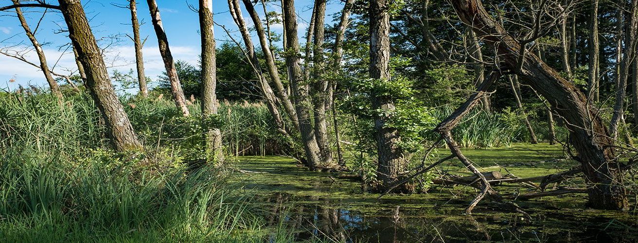 Bild enthält, Land, Nature, Outdoors, Swamp, Water, Plant, Vegetation, Woodland, Grove, Scenery