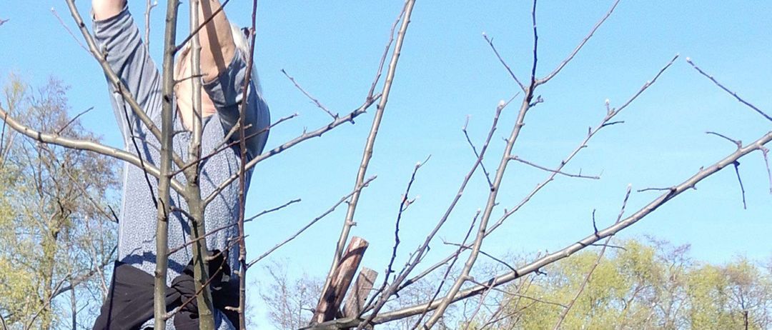 Eine Person steht auf einer Leiter und beschneidet Äste eines Baumes mit einer Gartenschere unter einem klaren blauen Himmel.
