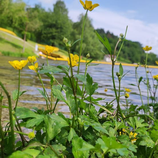 Eine Nahaufnahme von gelben Blumen mit grünen Blättern in einem Gewässer, möglicherweise einem See, mit einer geschwungenen gelben Struktur im Hintergrund.