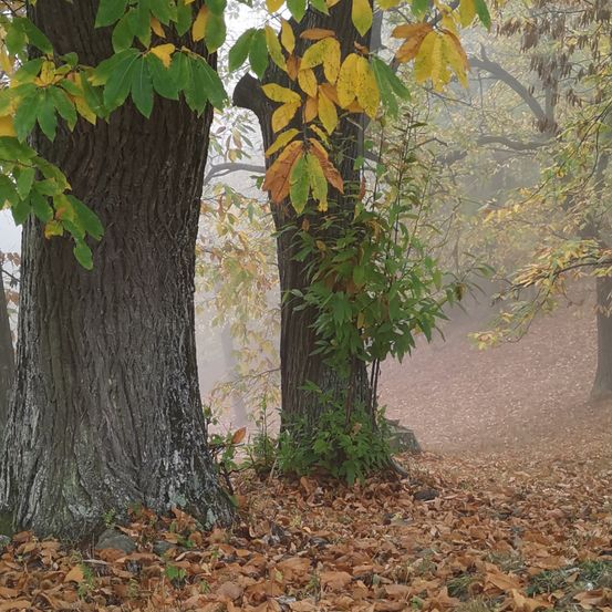 Eine neblige Waldszene mit zwei großen Bäumen, einer mit grünen und gelben Blättern, der andere mit überwiegend gelben Blättern. Der Boden ist mit gefallenen Blättern bedeckt.