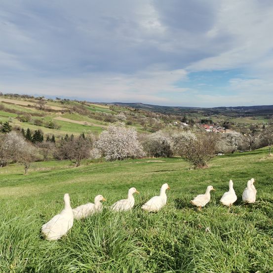 Eine Gruppe weißer Enten läuft auf einem Grasfeld unter einem bewölkten Himmel. Die Landschaft ist von Bäumen, Büschen und Hügeln umgeben. In der Ferne befindet sich ein Dorf.