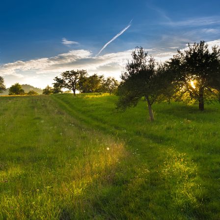 Eine friedliche Landschaft mit einem üppigen grünen Feld und Bäumen auf der rechten Seite unter einem teilweise bewölkten Himmel, während die Sonne im Hintergrund untergeht.