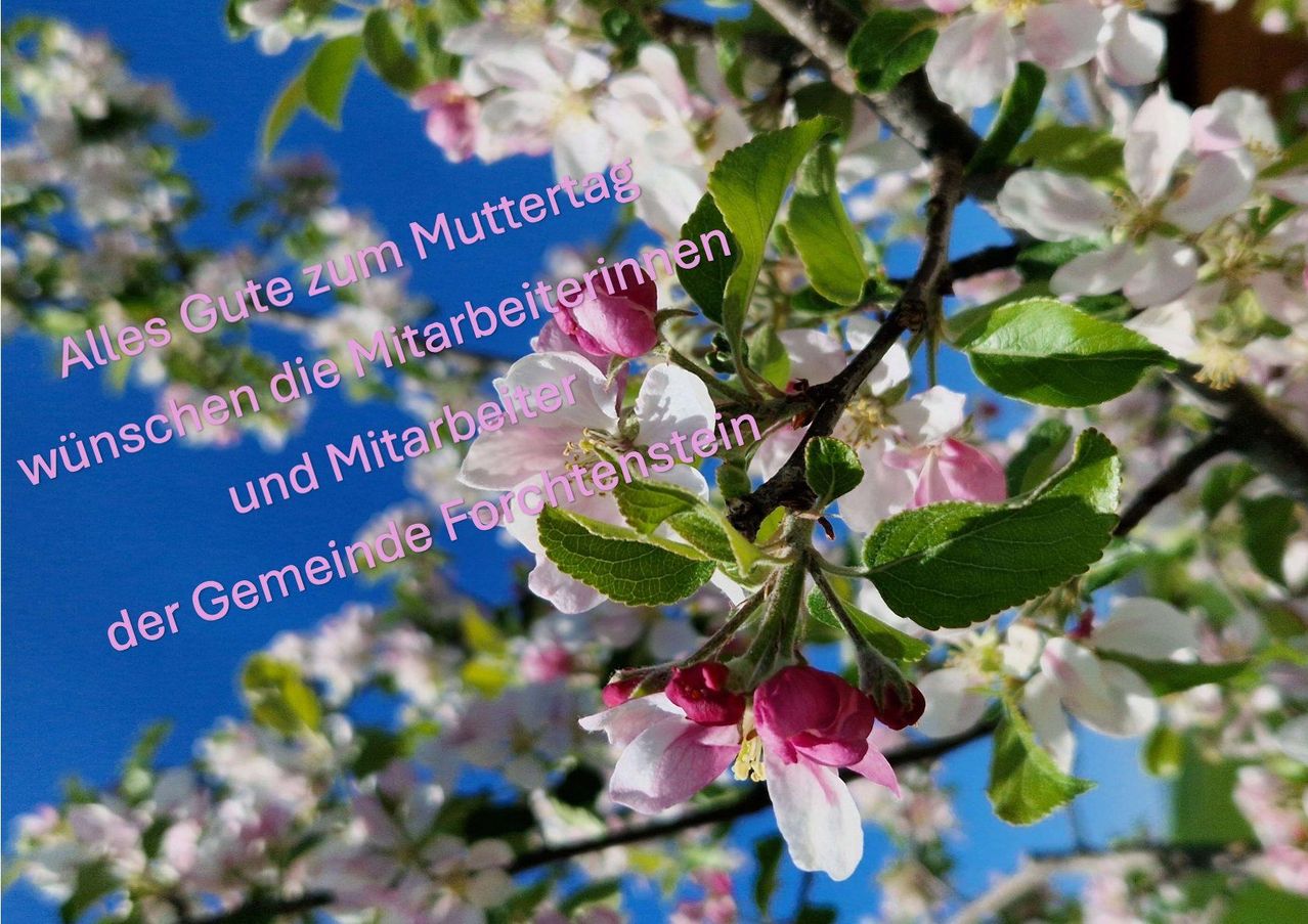 Ein Apfelbaum mit rosa und weißen Blüten gegen einen blauen Himmel. Der Text lautet 'Guten Muttertag' und 'Danke an die Mitarbeiter und Forchtenstein Gemeinde.'