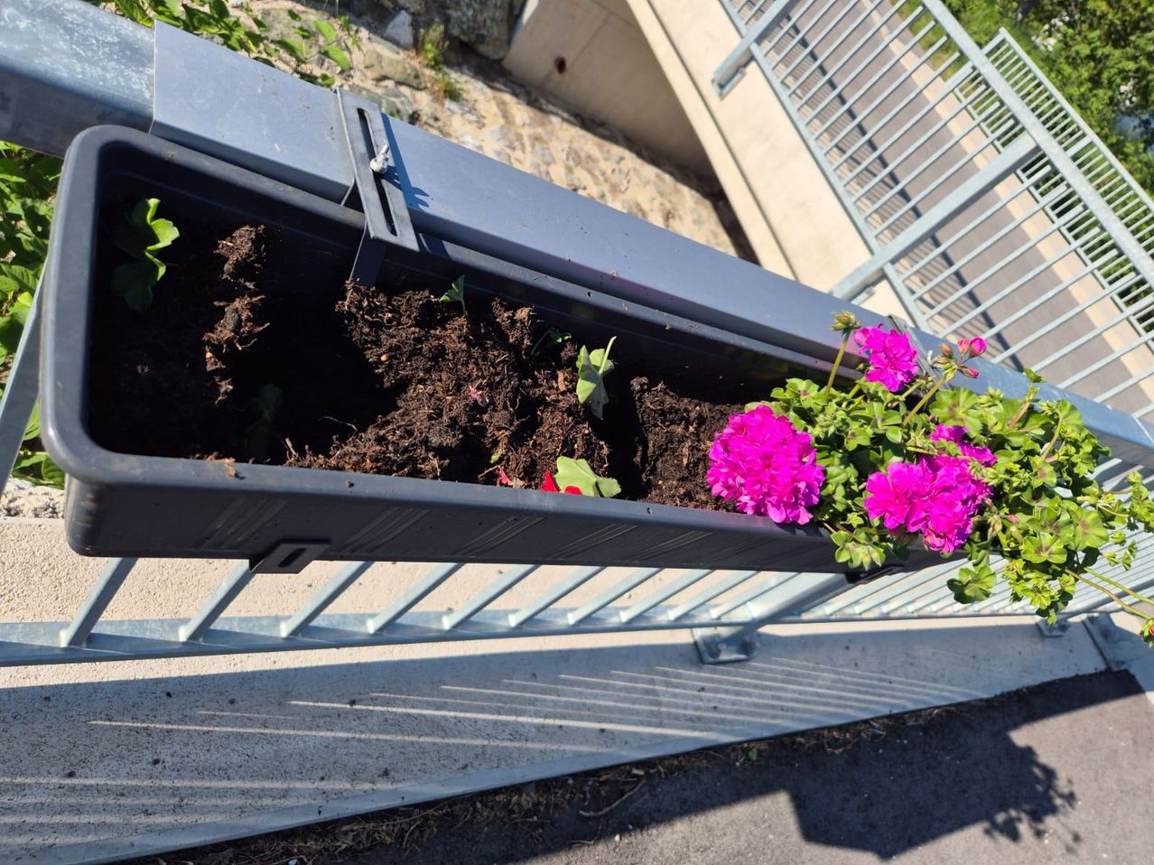Ein Balkonkasten mit Erde und blühenden pinken Blumen. Der Pflanzkasten ist an einem Metallgeländer befestigt.
