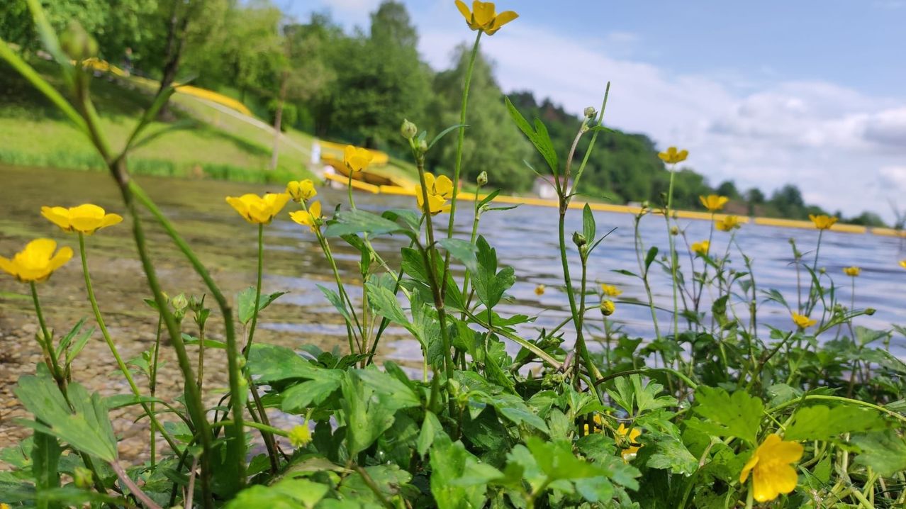 Eine Nahaufnahme von leuchtend gelben Blumen wächst am Rande eines ruhigen Gewässers. Üppige grüne Blätter umgeben die Blüten, und eine gelbe Rutsche ist im Hintergrund zu sehen.
