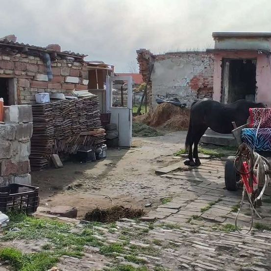 Ein schwarzes Pferd steht auf einem Kopfsteinpflasterweg vor einem zerstörten Gebäude. In der Nähe befinden sich Holzstapel, ein schwarzer Kasten und ein weißer Behälter. Ein weiteres Gebäude mit beschädigtem Dach ist sichtbar.