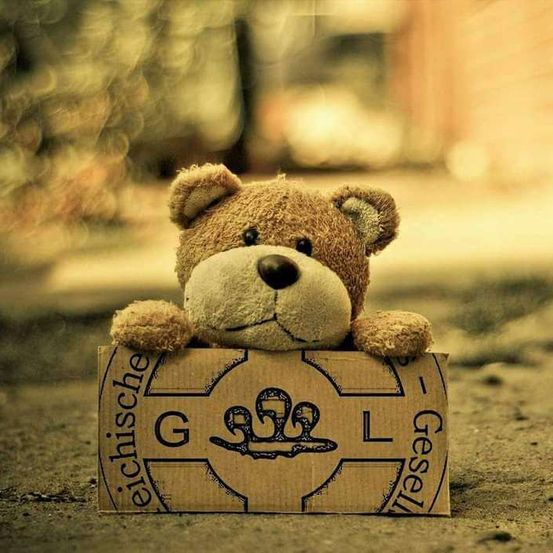 Ein brauner Teddybär sitzt in einer Pappschachtel mit der Aufschrift 'G-S-L Gesell'. Der Bär schaut nach oben und seine Arme ruhen auf der Schachtel. Der Hintergrund ist unscharf.