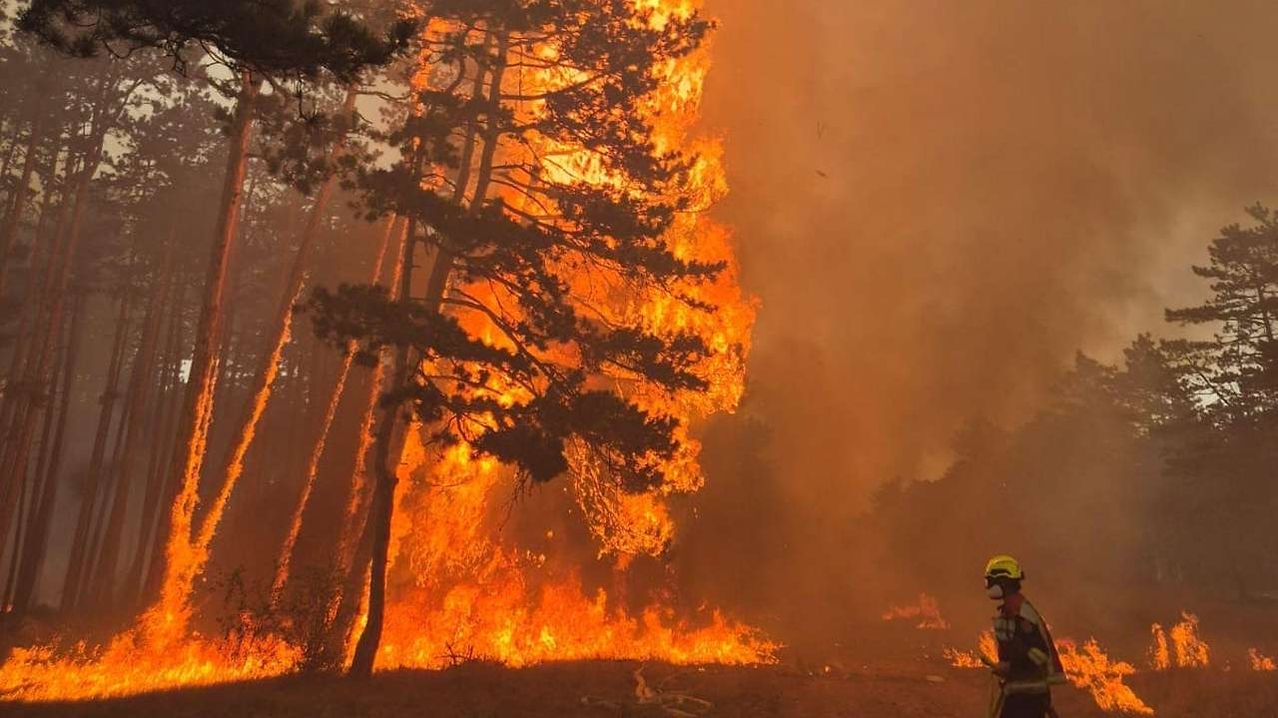 A firefighter stands in front of a towering fire in a forest, with flames reaching up the trees.