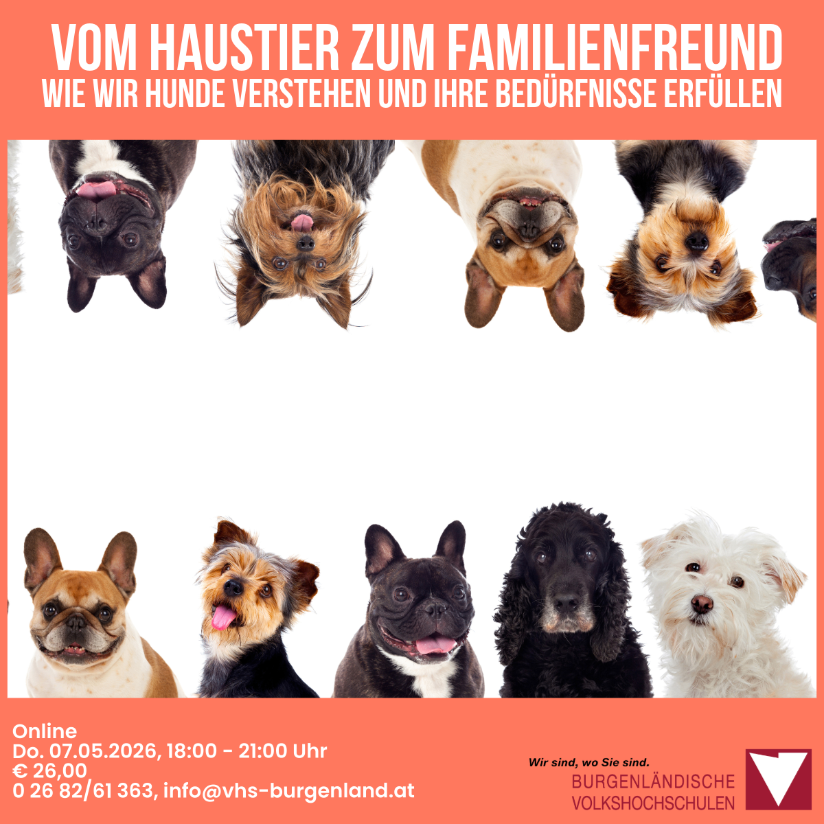 Plakat mit verschiedenen Hunden von Haustieren bis zu Familienfreunden. Veranstaltungsdatum ist der 7. Mai 2026, von 18 Uhr bis 21 Uhr. Kontaktinformationen angegeben.