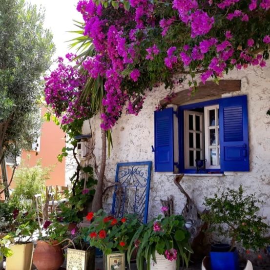 Bild enthält, Plant, Potted Plant, Villa, Nature, Outdoors, Flower, Geranium, Window, Home Decor, Pot
