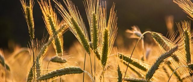 Bild enthält, Agriculture, Field, Nature, Outdoors, Plant, Vegetation, Food, Grain, Produce, Wheat