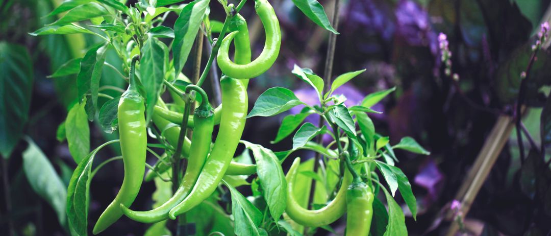 Eine Nahaufnahme von grünen Chilischoten, die auf einer Pflanze mit grünen Blättern wachsen. Die Schoten befinden sich in verschiedenen Wachstumsstadien, wobei einige noch an der Pflanze hängen.