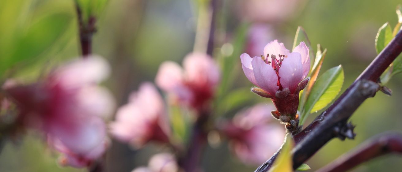 Ein Nahaufnahme von rosa Blüten mit grünen Blättern an einem Ast, wahrscheinlich eine Pfirsichblüte, mit weichem Fokus im Hintergrund.