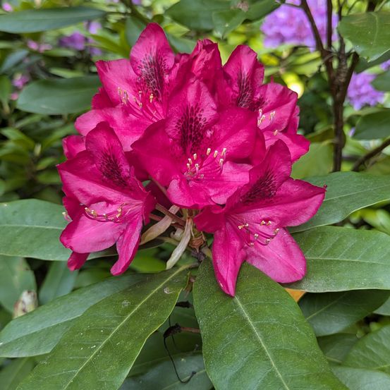 Eine Nahaufnahme von leuchtend rosa Rhododendron-Blumen mit grünen Blättern, die detaillierte Blütenblätter und eine sonnige Umgebung im Freien zeigen.