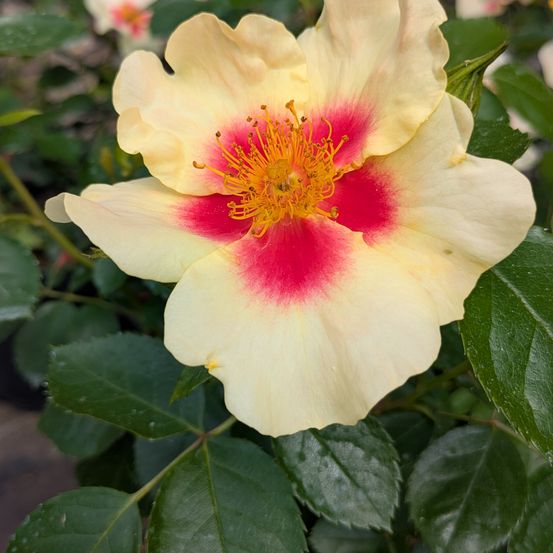 Ein Nahaufnahme einer Blume mit hellgelben Blütenblättern und einem leuchtend roten Zentrum, umgeben von üppigen grünen Blättern.