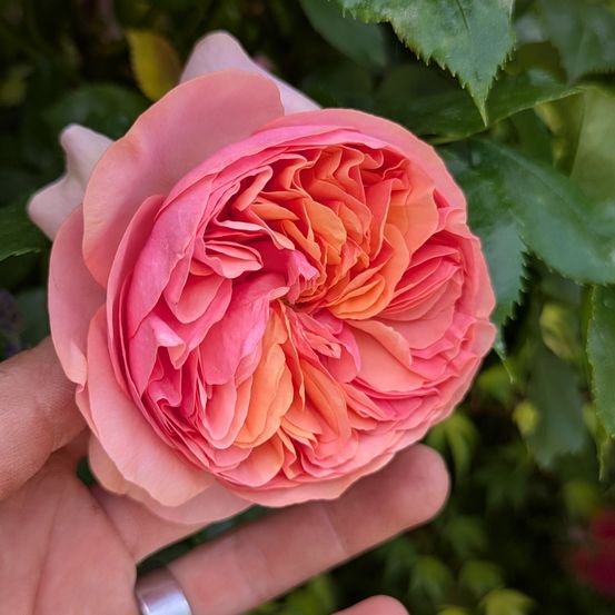 Ein Nahaufnahme einer rosa Rose in der Hand einer Person, umgeben von grünen Blättern. Die Rose hat mehrere Schichten von rosa und orangefarbenen Blütenblättern.