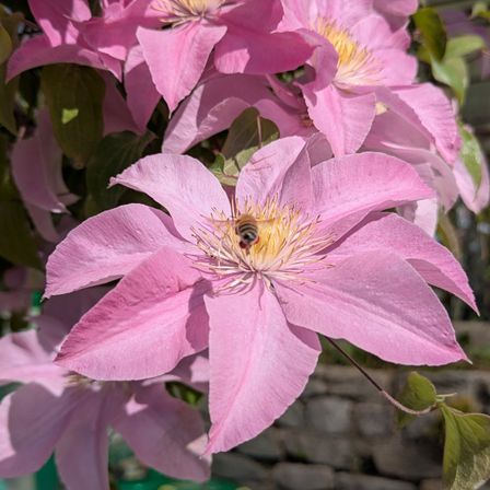 Ein Nahaufnahme von rosa Clematis-Blumen mit einer Biene in der Mitte, umgeben von grünen Blättern und einer Steinmauer im Hintergrund.