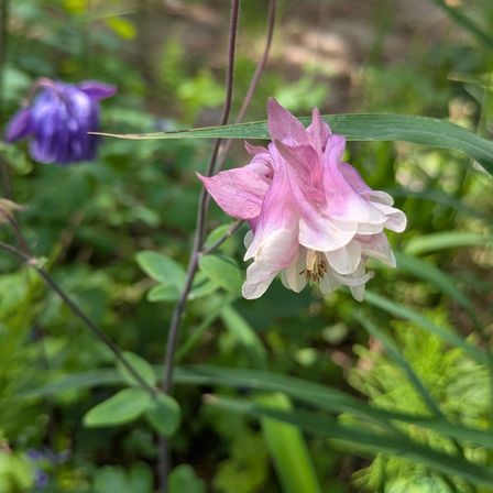 Eine Nahaufnahme einer rosa-weißen Blume mit mehreren Blütenblättern, umgeben von grünen Blättern, in einem Garten.