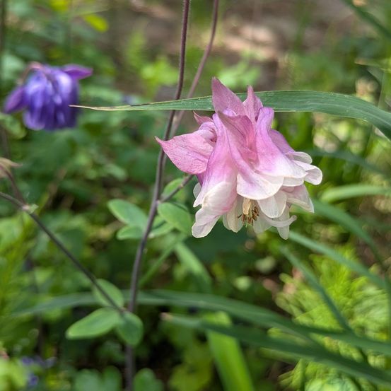 Eine Nahaufnahme einer rosa-weißen Blume mit mehreren Blütenblättern, umgeben von grünen Blättern, in einem Garten.