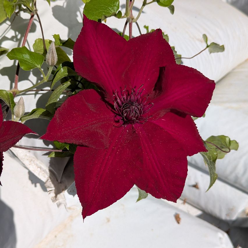 Eine Nahaufnahme einer tiefroten Clematis-Blume mit auffälligen Blütenblättern und grünen Blättern im Hintergrund.