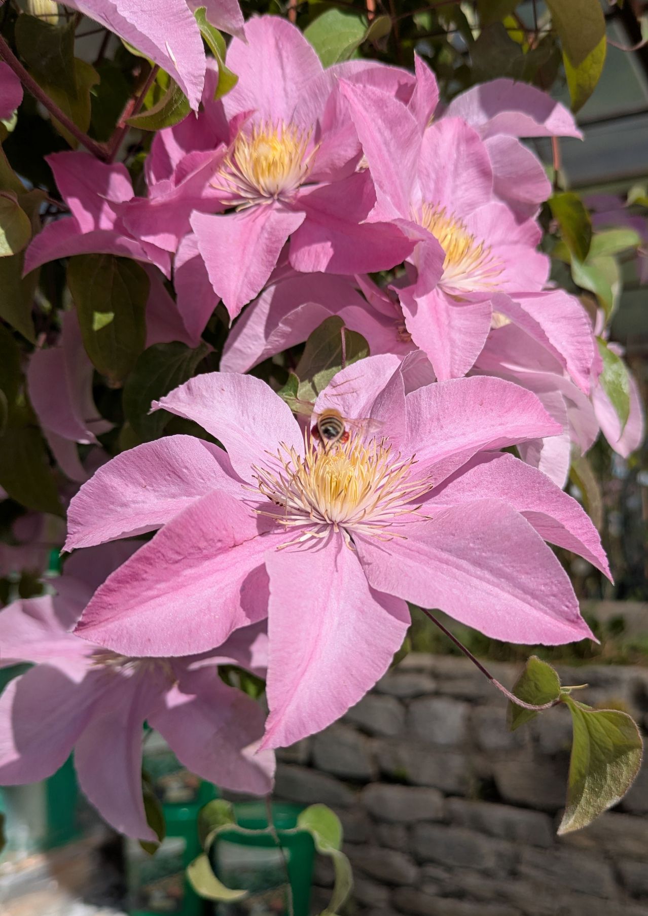Clematis mit Biene