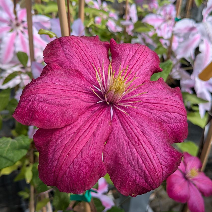 Eine Nahaufnahme einer großen, leuchtend rosafarbenen Blume mit gelbem Zentrum, umgeben von grünen Blättern.
