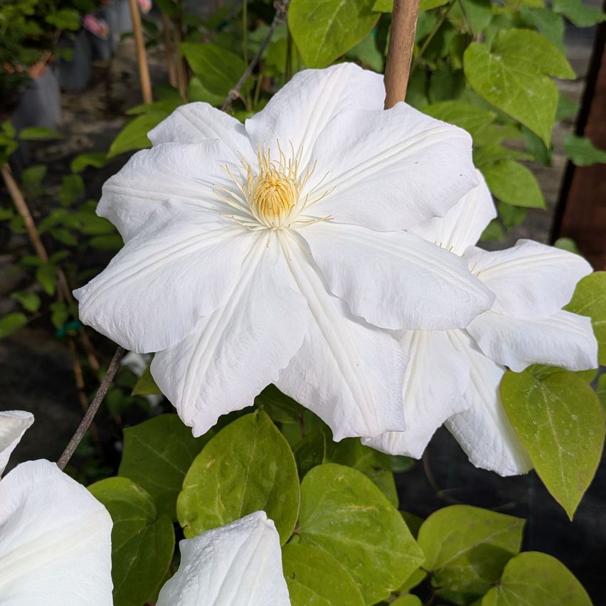 Ein Nahaufnahme eines großen weißen Clematis-Blüten mit gelbem Zentrum, umgeben von üppigen grünen Blättern.