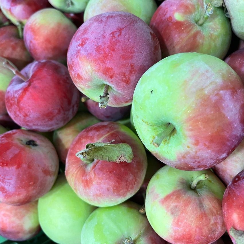 Eine Nahaufnahme einer Sammlung frischer roter und grüner Äpfel. Die Äpfel haben eine Mischung aus glänzenden und matten Oberflächen. Einige haben sichtbare Stiel- und Blattreste. Die roten Äpfel sind lebhafter, während die grünen weniger glänzend sind.
