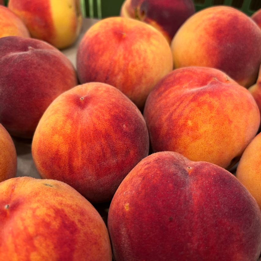 Eine Nahaufnahme mehrerer reifer Pfirsiche mit einer Mischung aus roten, orangefarbenen und gelben Farbtönen, auf einer weißen Oberfläche angeordnet.