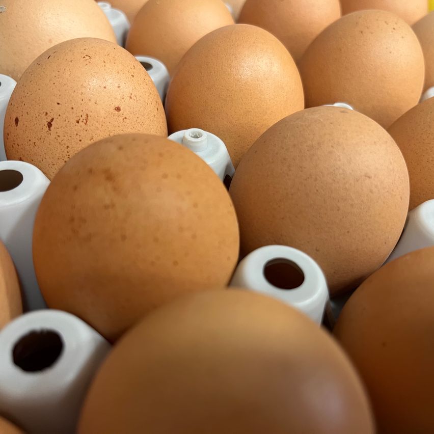 Eine Nahaufnahme von braunen Eiern, die in einer weißen Schale mit sichtbaren Luftlöchern verpackt sind. Die Eier sind oval geformt, haben Sprenkel und eine matte Oberfläche.