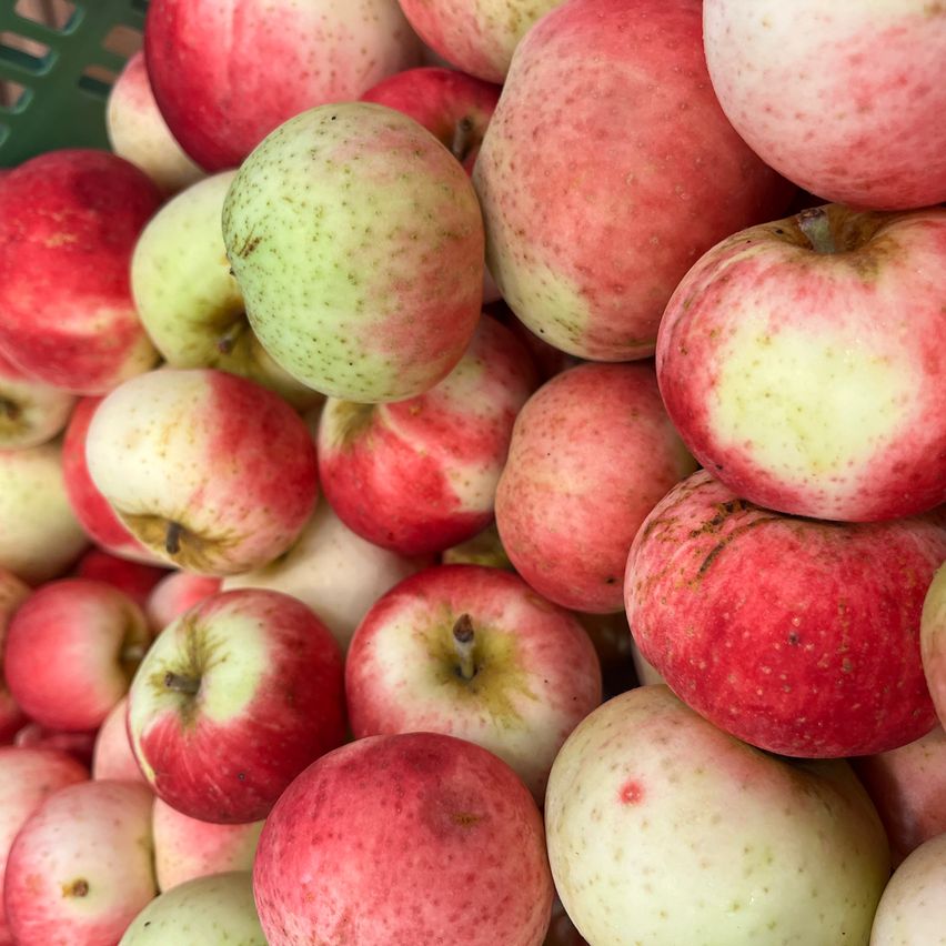 A close-up view of a basket filled with various red and green apples, some with visible blemishes and brown spots.