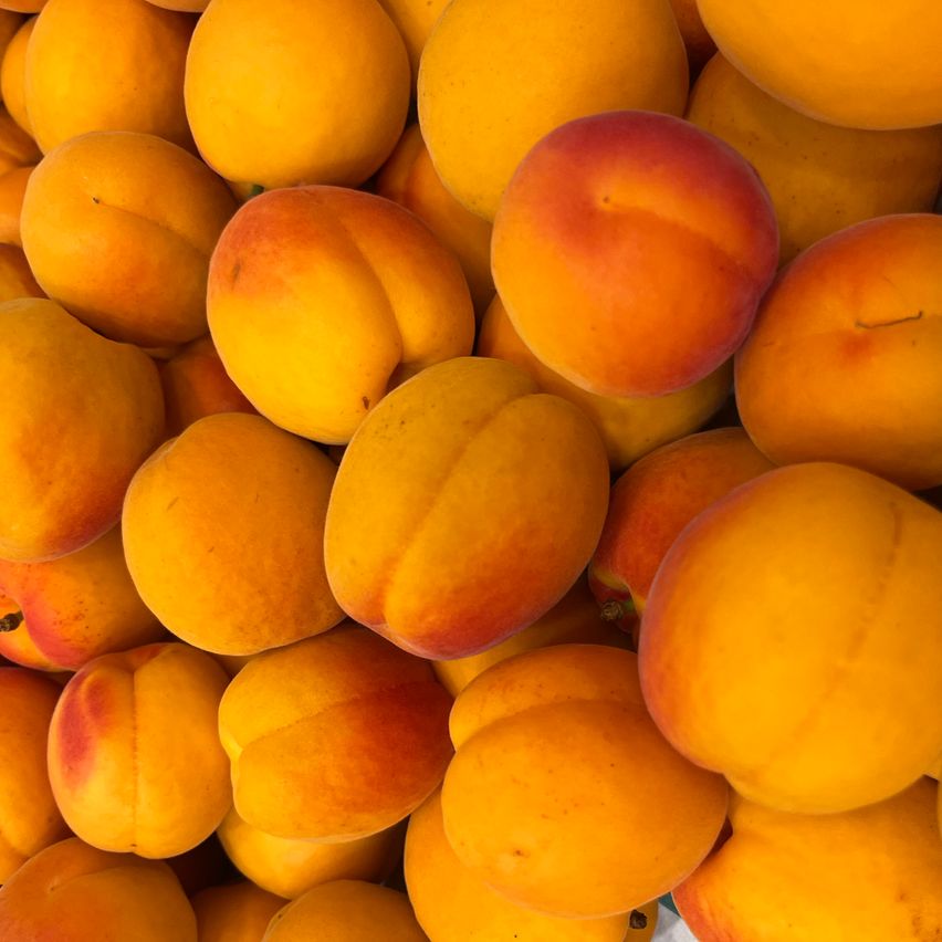 A close-up view of a pile of ripe, yellow and orange apricots with a few red spots.