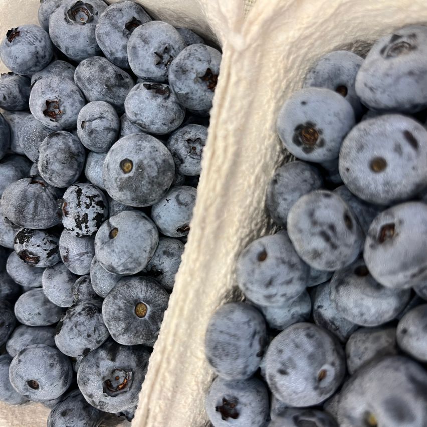 Two containers filled with fresh blueberries, some slightly bruised and others intact, showcasing their deep blue color and small size.