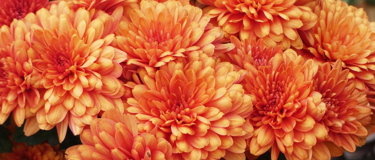 Ein Nahaufnahme von mehreren orangefarbenen Chrysanthemen mit grünen Blättern im Hintergrund. Die Blüten haben einen leicht verschwommenen Effekt.