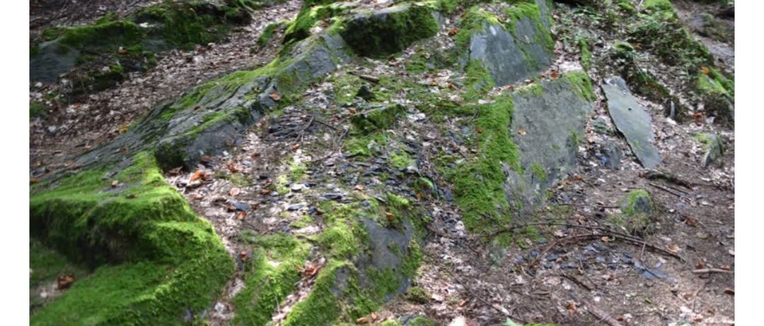 Eine Waldszene mit moosbedeckten Felsen und einem Pfad, der zu einer großen Felsformation führt. Das Bild hat einen grünen Rand und einen Textüberlagerung, der 'Wanderung zum Veneterstein Vorstellung des Theodor Mommsen-Weges' lautet.