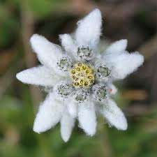 Eine Nahaufnahme einer weißen Alpen-Edelweißblüte mit gelbem Zentrum, umgeben von einigen kleinen grünen Blättern. Die Blume hat ein wolliges Aussehen, und der Hintergrund ist unscharf grün.