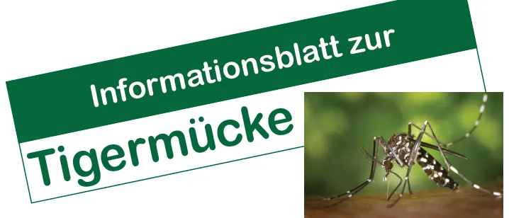 Information zur Tigermücke