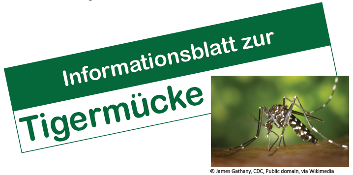 Ein Informationsblatt über die Tigermücke wird mit einem Bild einer Mücke auf einem Blatt gezeigt. Der Text ist auf Deutsch.