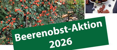 Ein lebendiges Bild eines Baumes mit leuchtend roten Beeren in einem üppigen Garten. Der Textüberlagerung steht 'Kirschenernte 2026.'