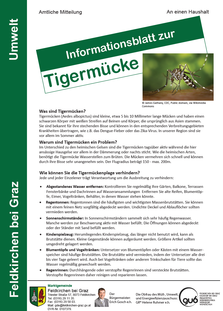 Informationsblatt zur Tigermücke