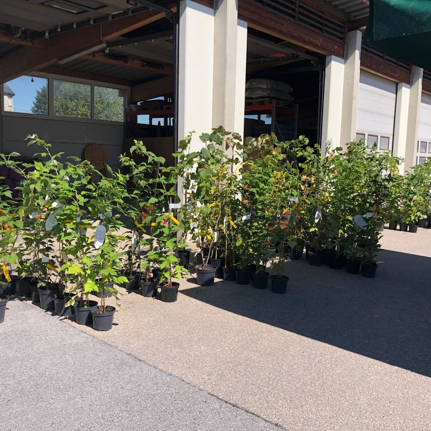 A row of potted plants is arranged outside a building with an open garage door.