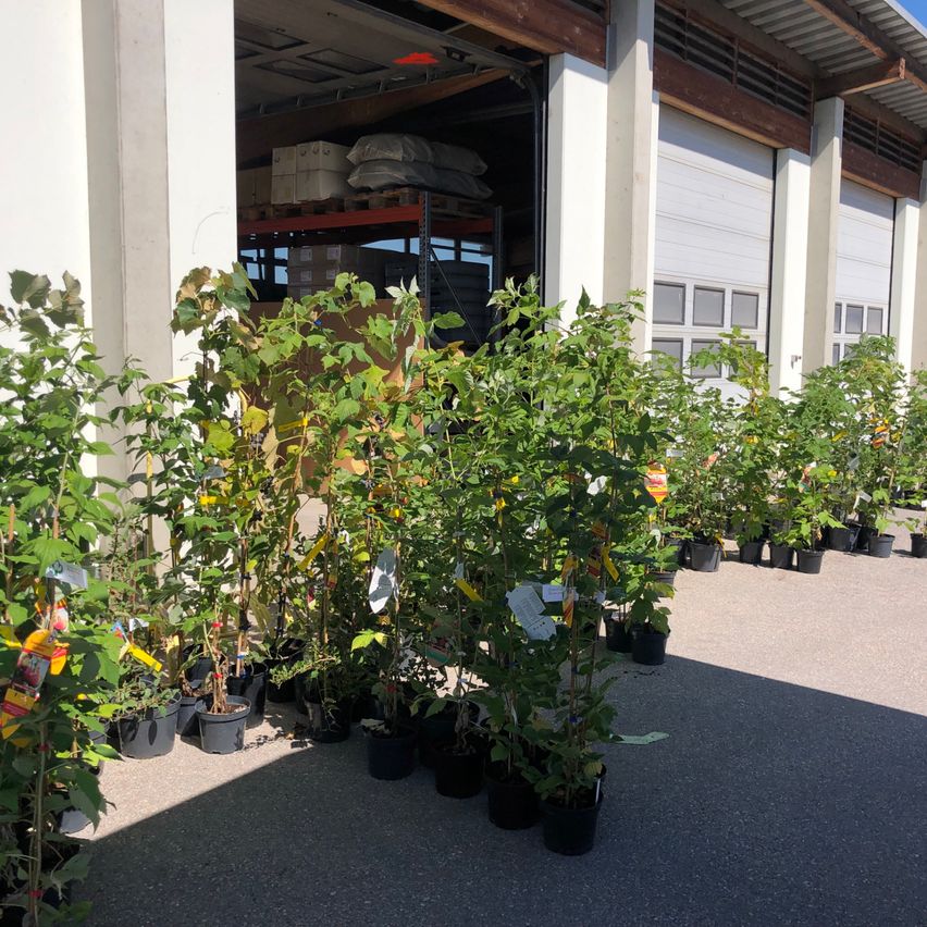 Several potted plants are lined up outside a warehouse with a large open door.