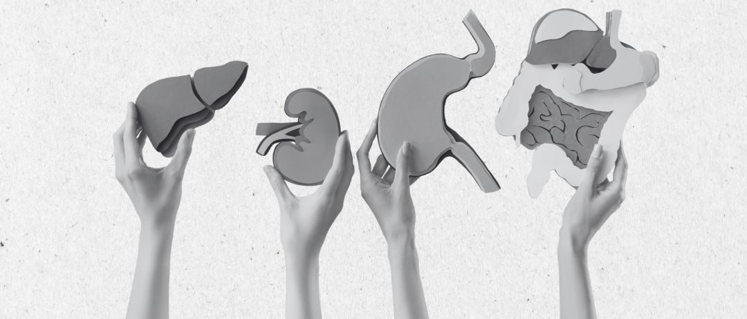 Vier Hände halten anatomische Modelle von Leber, Niere, Magen und Darm, jeweils in einer Graustufenillustration.