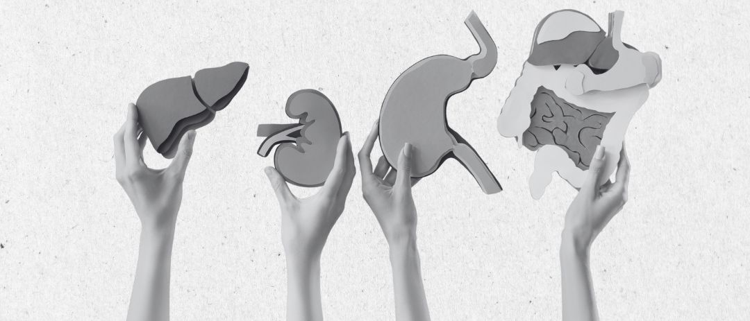Vier Hände halten anatomische Modelle von Leber, Niere, Magen und Darm, jeweils in einer Graustufenillustration.