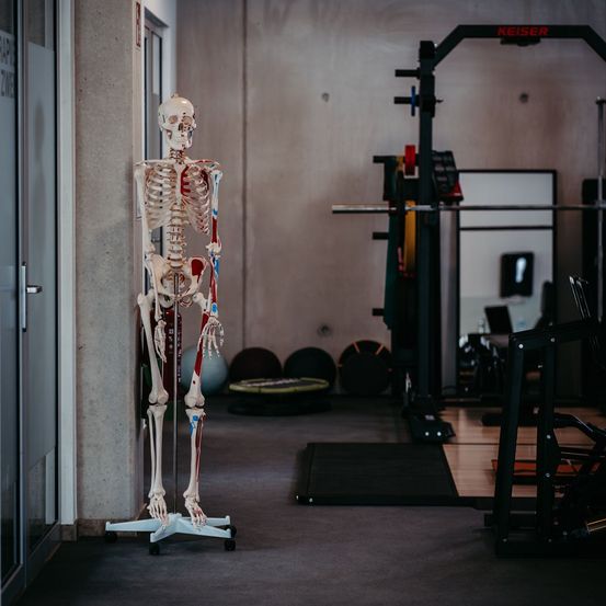 Ein Skelettmodell steht auf Rädern in einem Fitnessstudio und zeigt Knochen und Muskeln. Geräte wie eine Bankpresse und ein Gewichtsgerät befinden sich im Hintergrund.