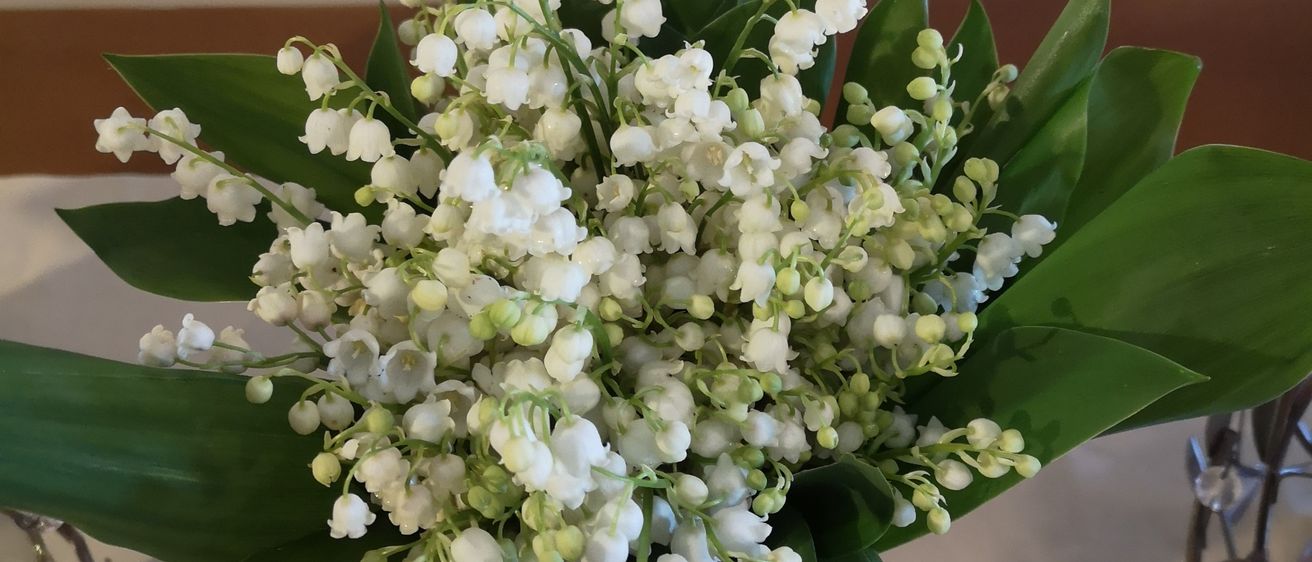 Ein Nahaufnahme eines Straußes weißer Maiglöckchen mit grünen Blättern auf einem weißen Tisch, vor einer weißen Wand.